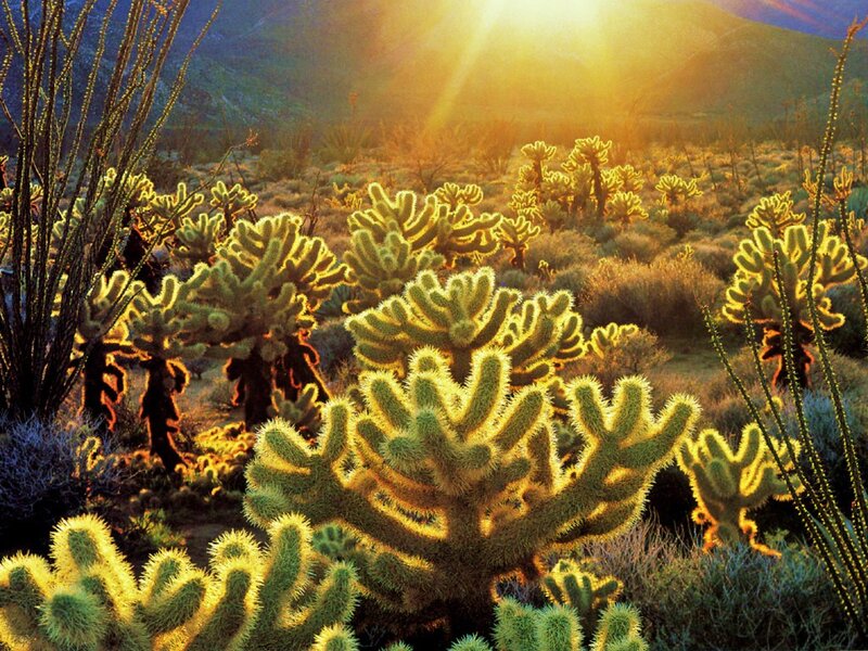 Cholla Cactus in Desert — Green