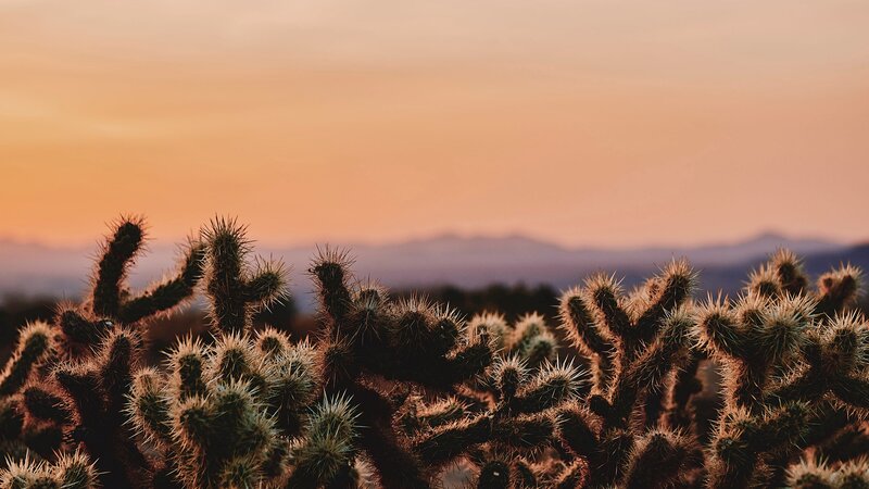 Cholla Cactus in Desert — Orange, Serene, Sunset
