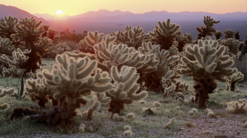 Cholla Cactus in Desert — Purple, Serene