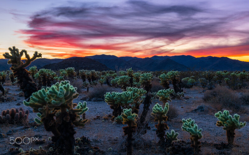 Cholla Cactus in Desert — Purple