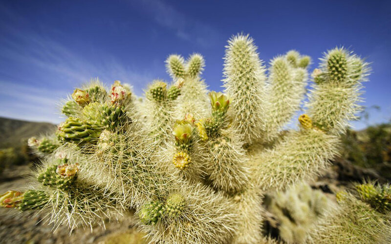 Cholla Cactus with Flowers