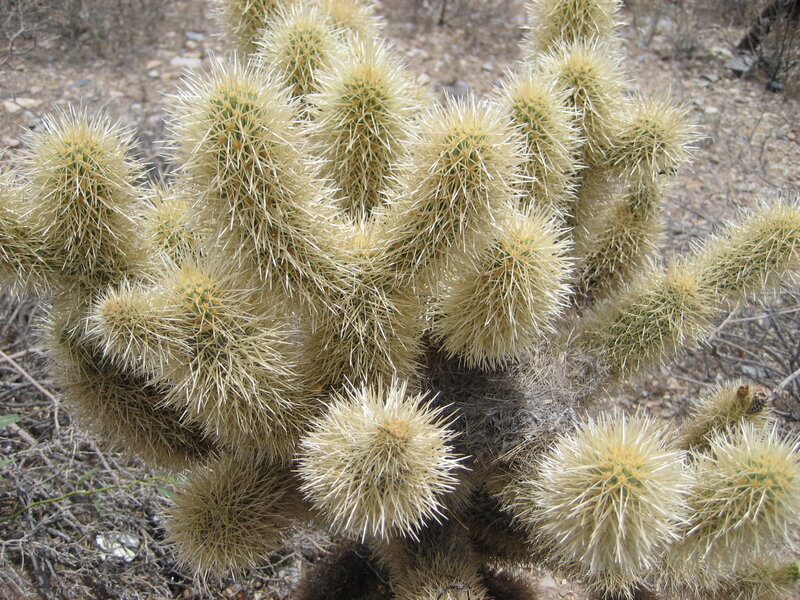 Cholla cactus with spines