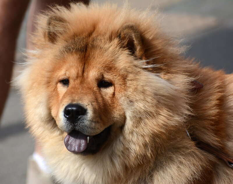 Chow Chow Dog — Brown, Calm, Afternoon