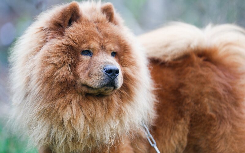 Chow Chow Dog — Brown, Calm, Photograph