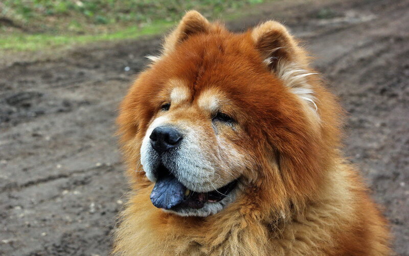 Chow Chow Dog — Brown, Calm