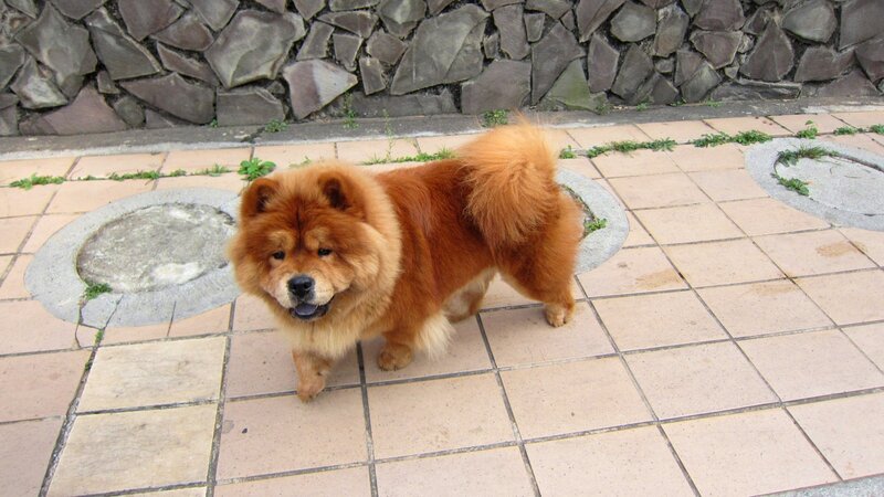 Chow Chow Dog — Brown