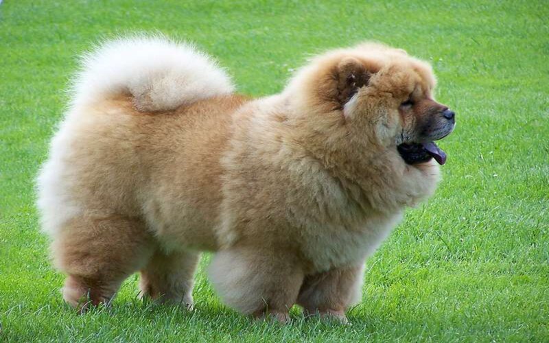 Chow Chow Dog — Green