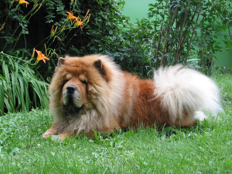 Chow Chow dog in garden