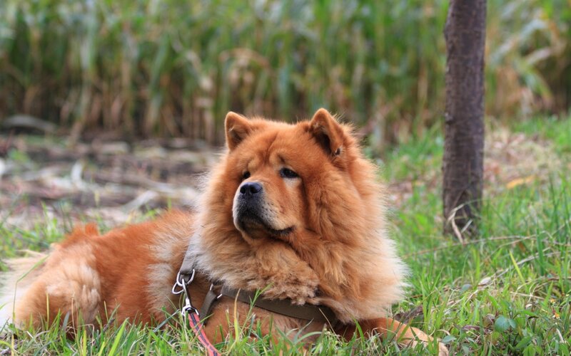 Chow Chow Dog Lying — Brown, Calm