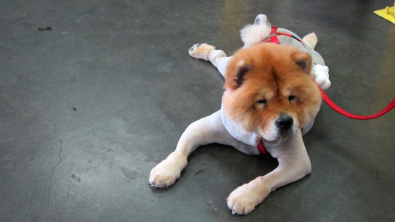 Chow Chow Dog Lying — Brown