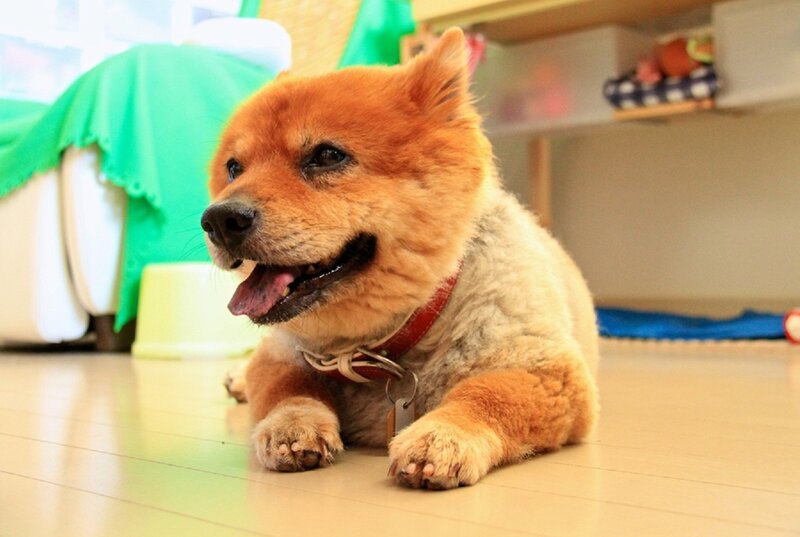 Chow Chow Dog Lying