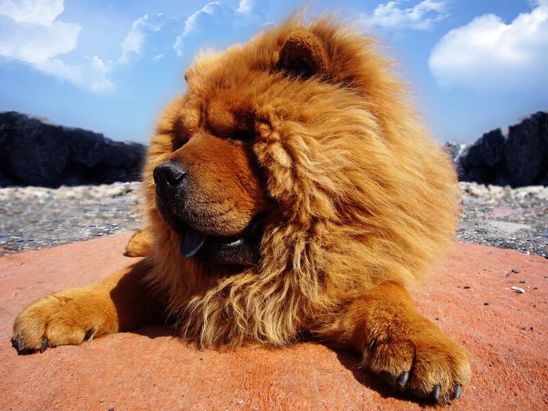 Chow Chow dog on a rock