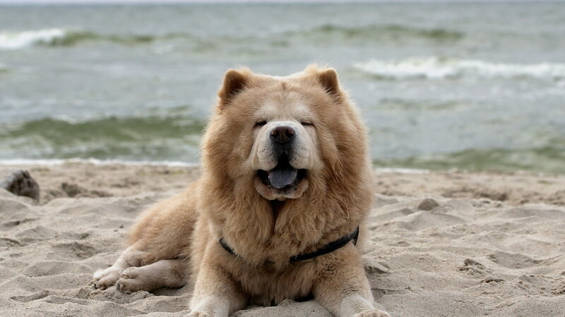 Chow Chow Dog on Beach — Brown, Calm