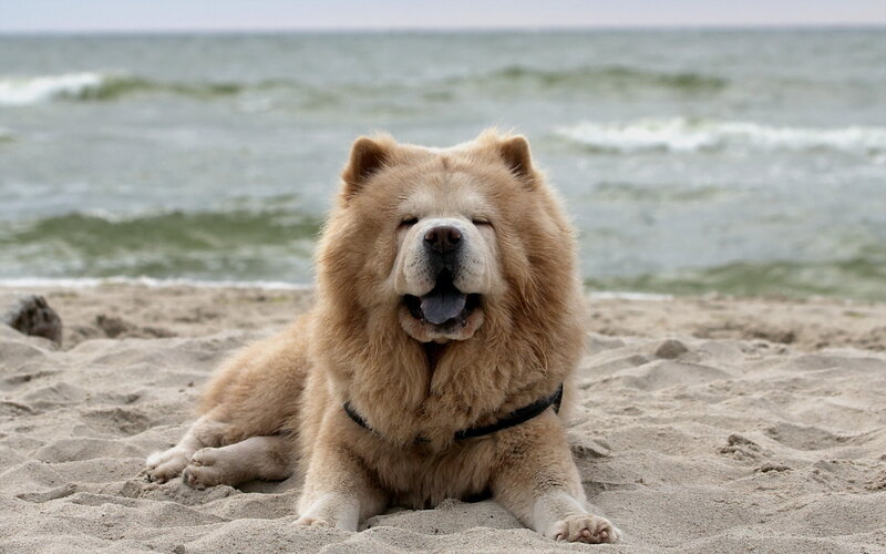 Chow Chow Dog on Beach