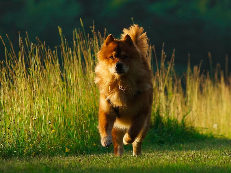 Chow Chow Dog Running