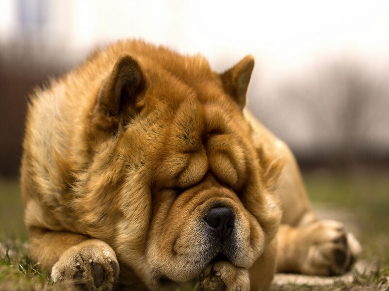 Chow Chow Dog Sleeping — Brown, Peaceful