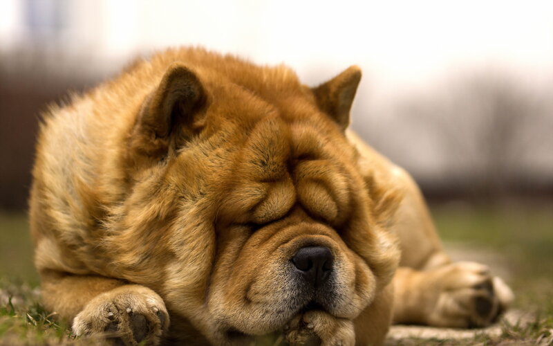 Chow Chow Dog Sleeping — Brown