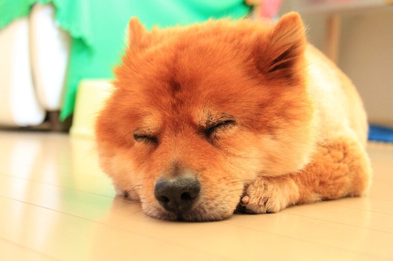 Chow Chow Dog Sleeping