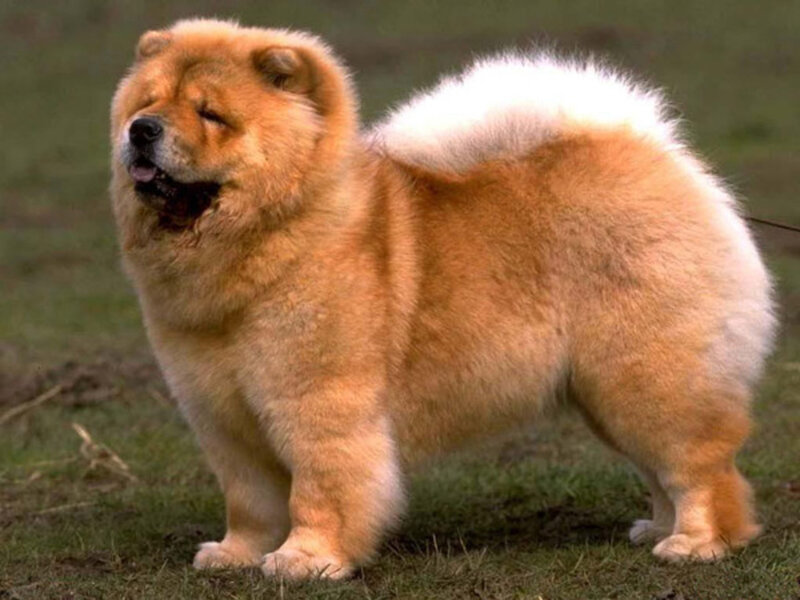 Chow Chow Dog Standing — Brown