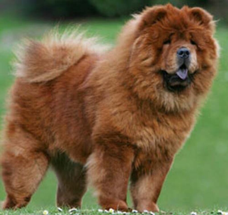 Chow Chow Dog Standing