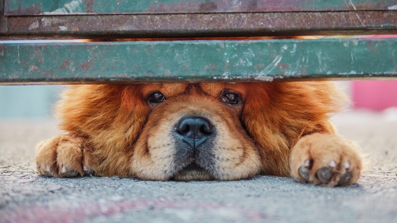 Chow Chow Dog under Bench