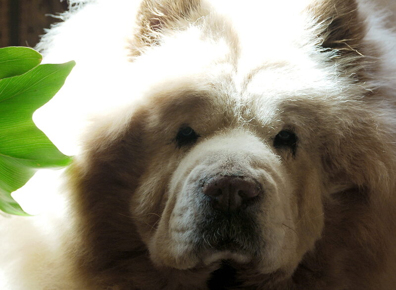 Chow Chow Dog — White
