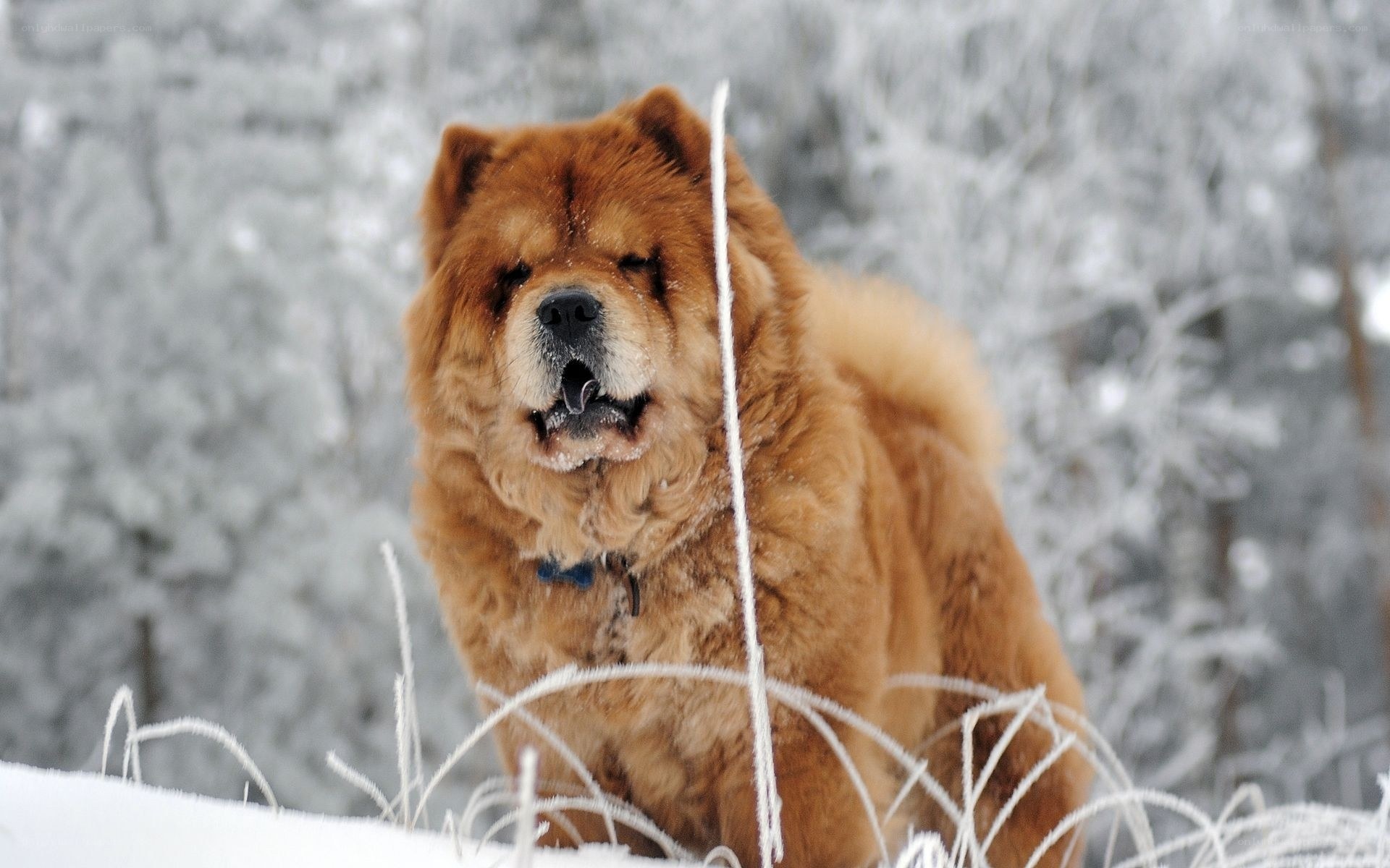 Chow Chow in snowy forest
