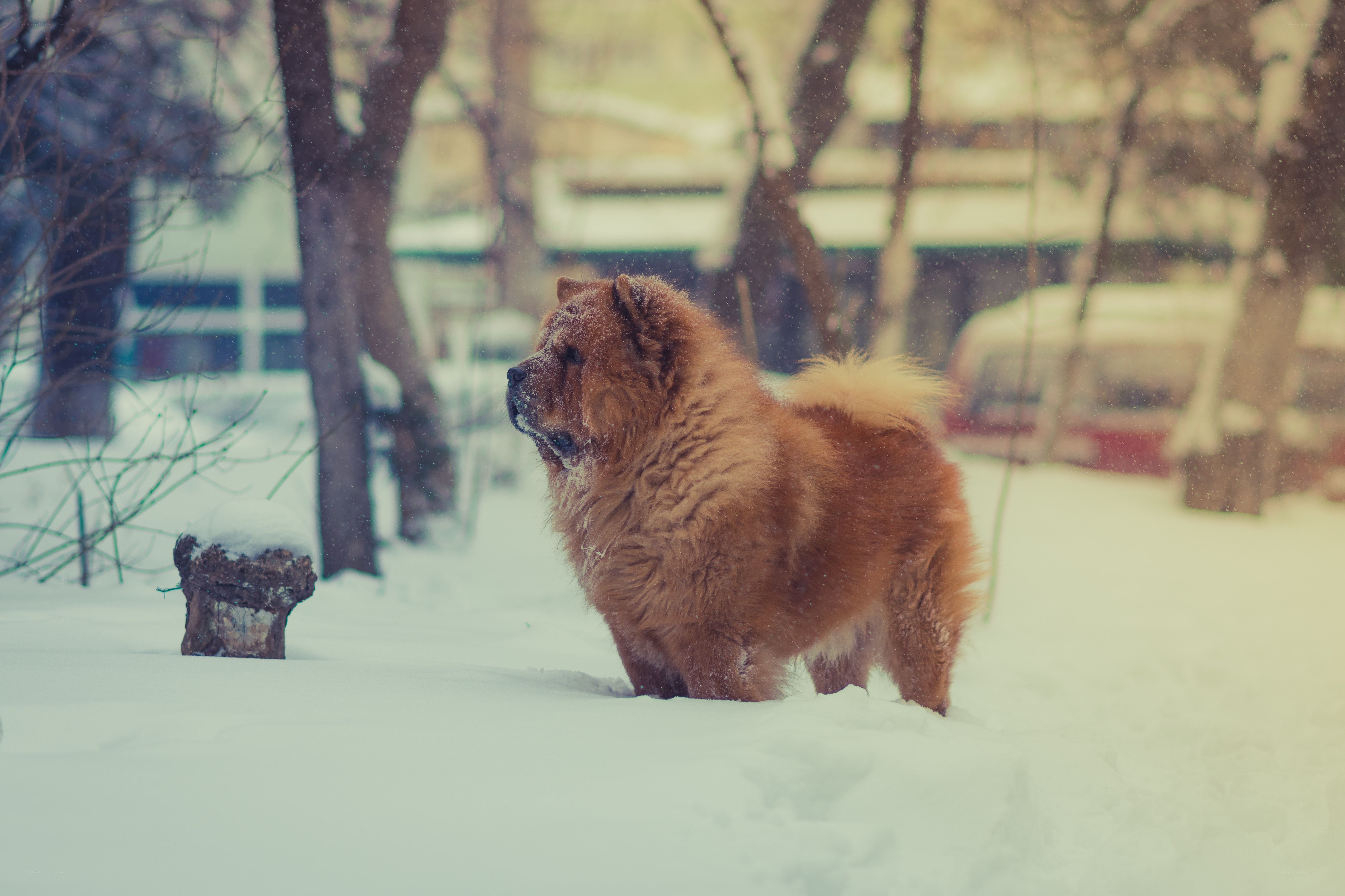 Chow Chow in snowy park