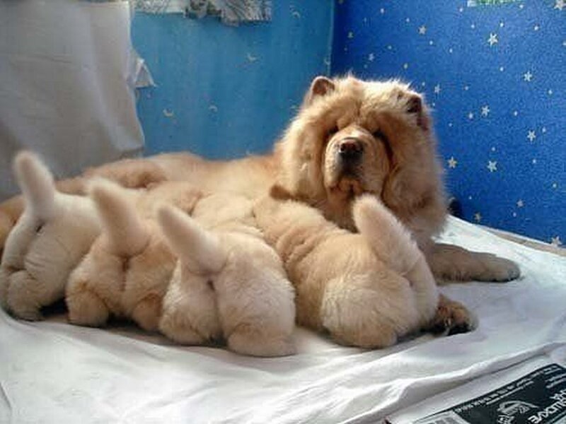 Chow Chow Puppies Nursing
