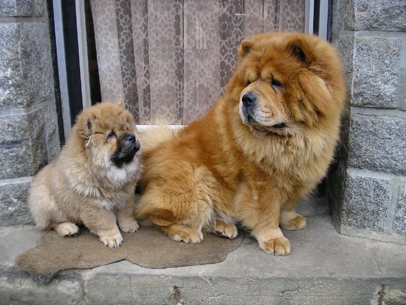 Chow Chow Puppy and Adult