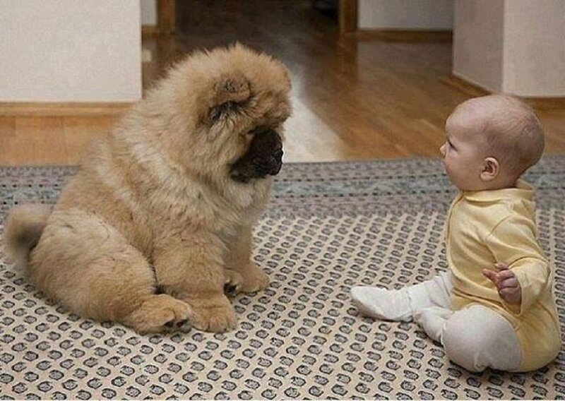 Chow Chow Puppy and Baby