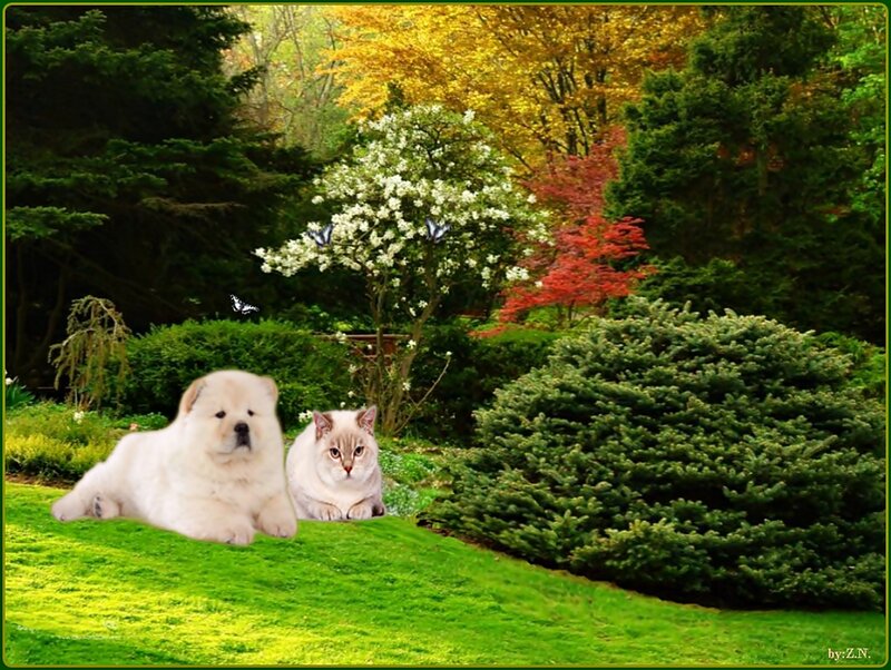 Chow Chow Puppy and Cat