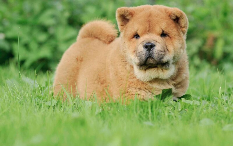 Chow Chow Puppy — Brown, Calm