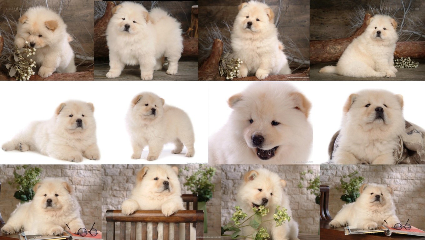 Chow Chow puppy collage