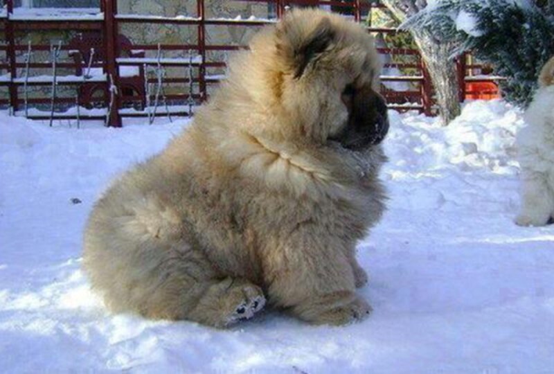 Chow Chow Puppy in Snow