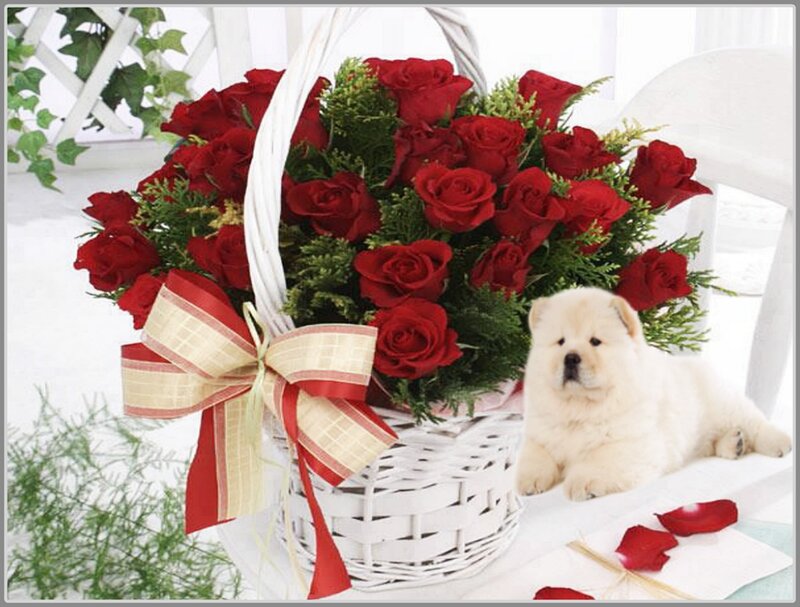 Chow Chow Puppy — Red