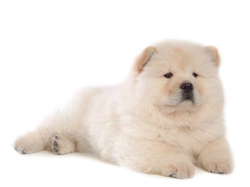 Chow Chow Puppy