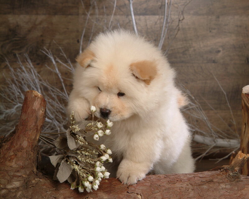 Chow Chow Puppy — White, Calm, Photograph