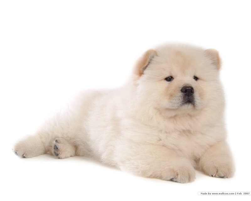 Chow Chow Puppy — White, Calm, Photograph, White Background
