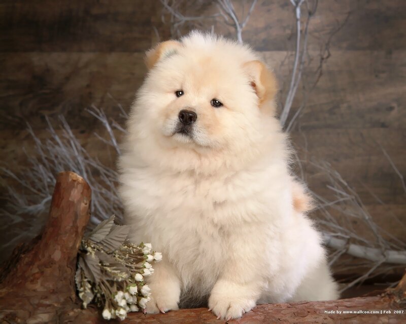 Chow Chow Puppy — White, Calm, Photograph, Wood Log