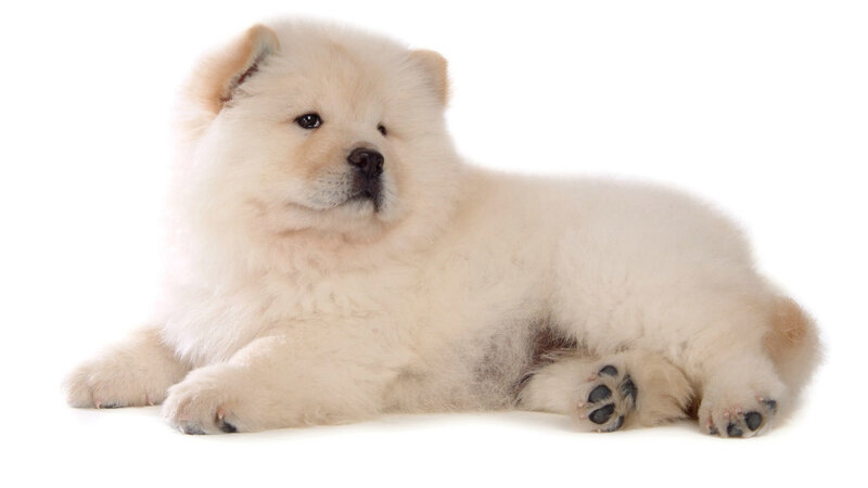 Chow Chow Puppy — White, Calm