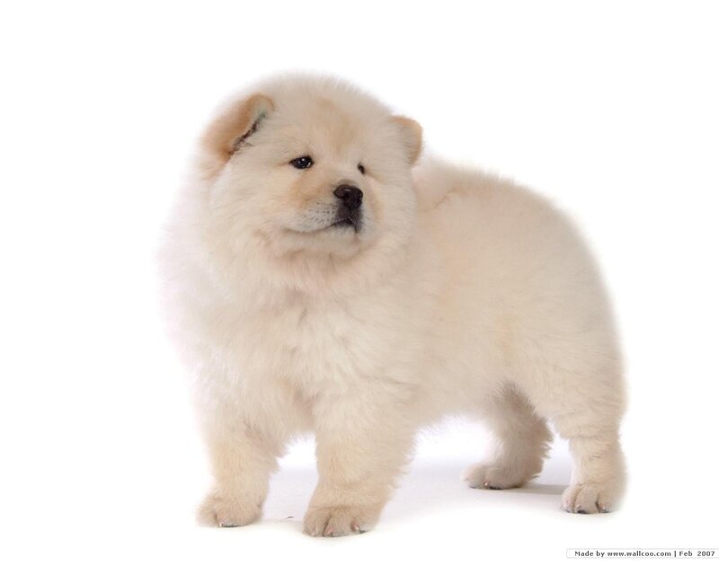 Chow Chow Puppy — White, Neutral