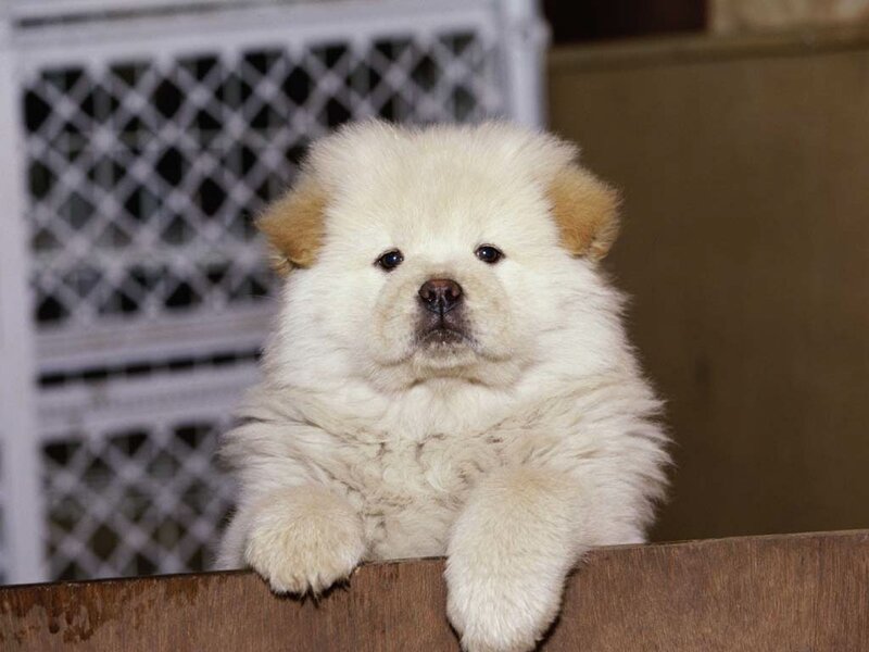Chow Chow Puppy — White