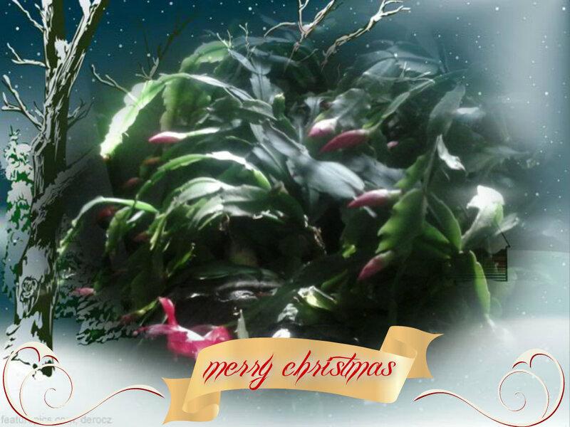 Christmas Cactus Plant