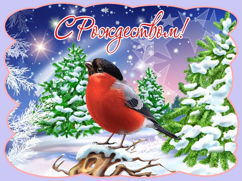 Christmas card with bullfinch