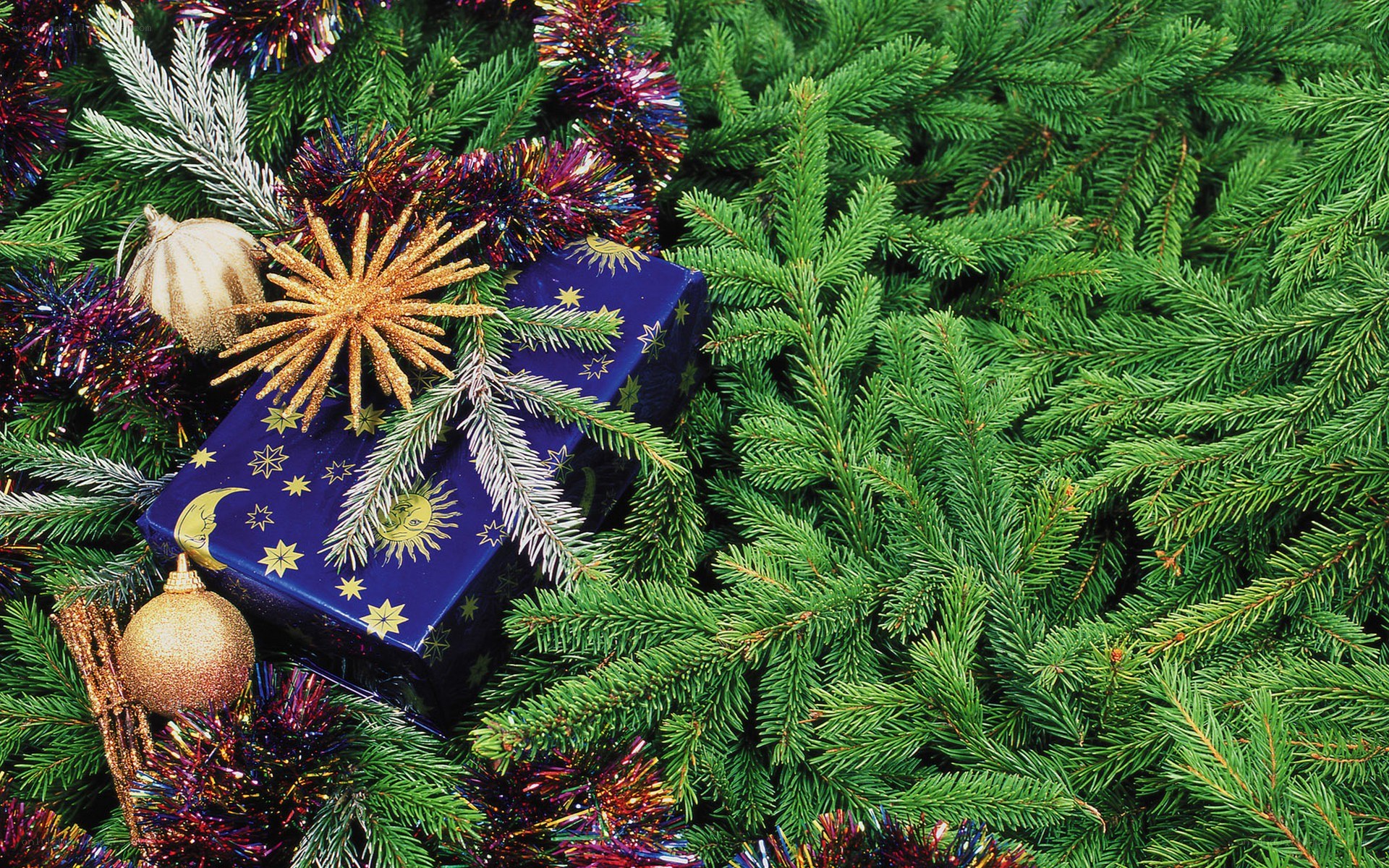 Christmas gift among pine branches