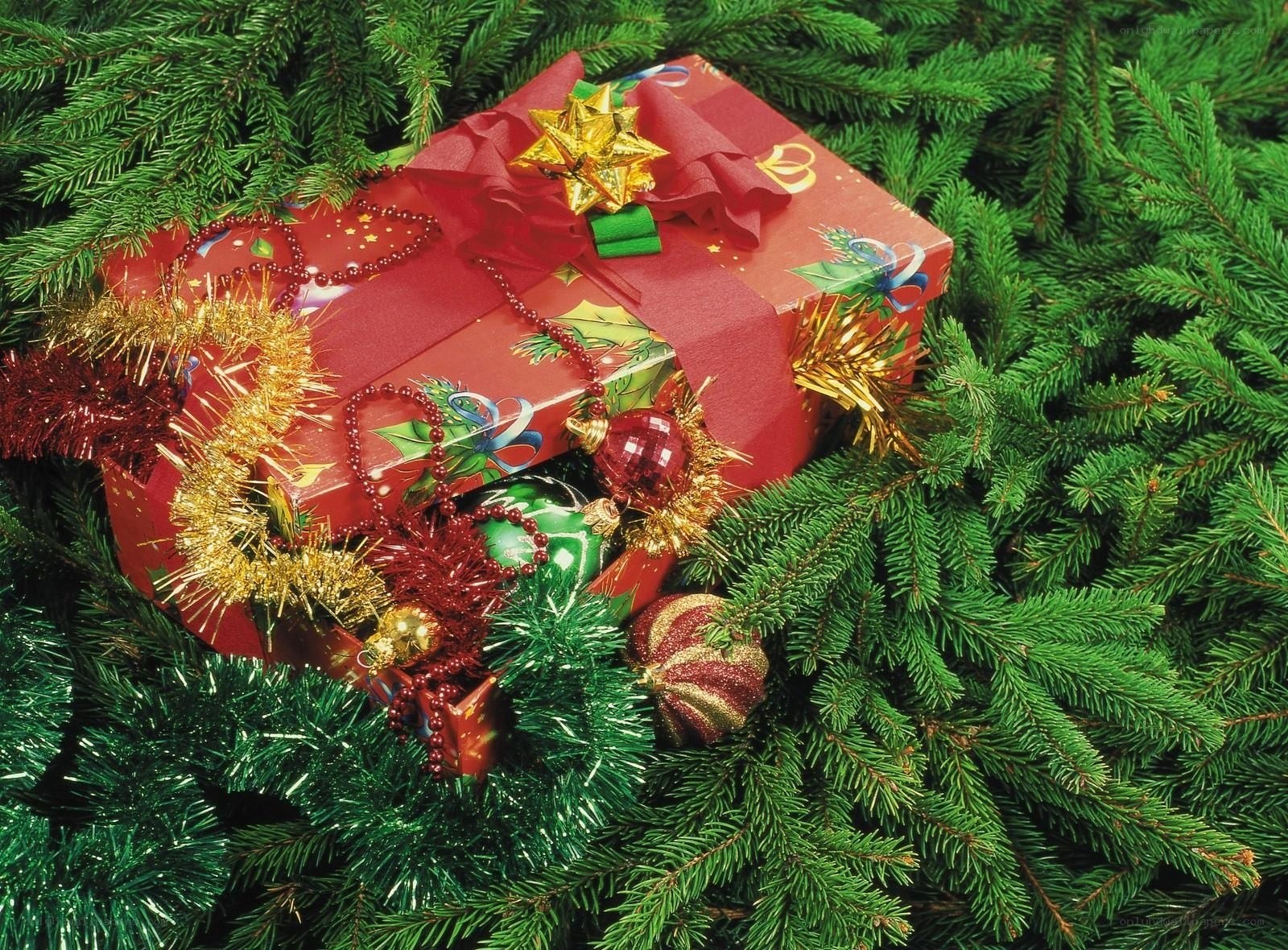 Christmas gift in pine branches
