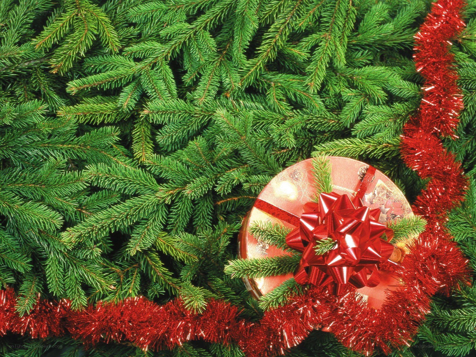 Christmas gift on pine branches