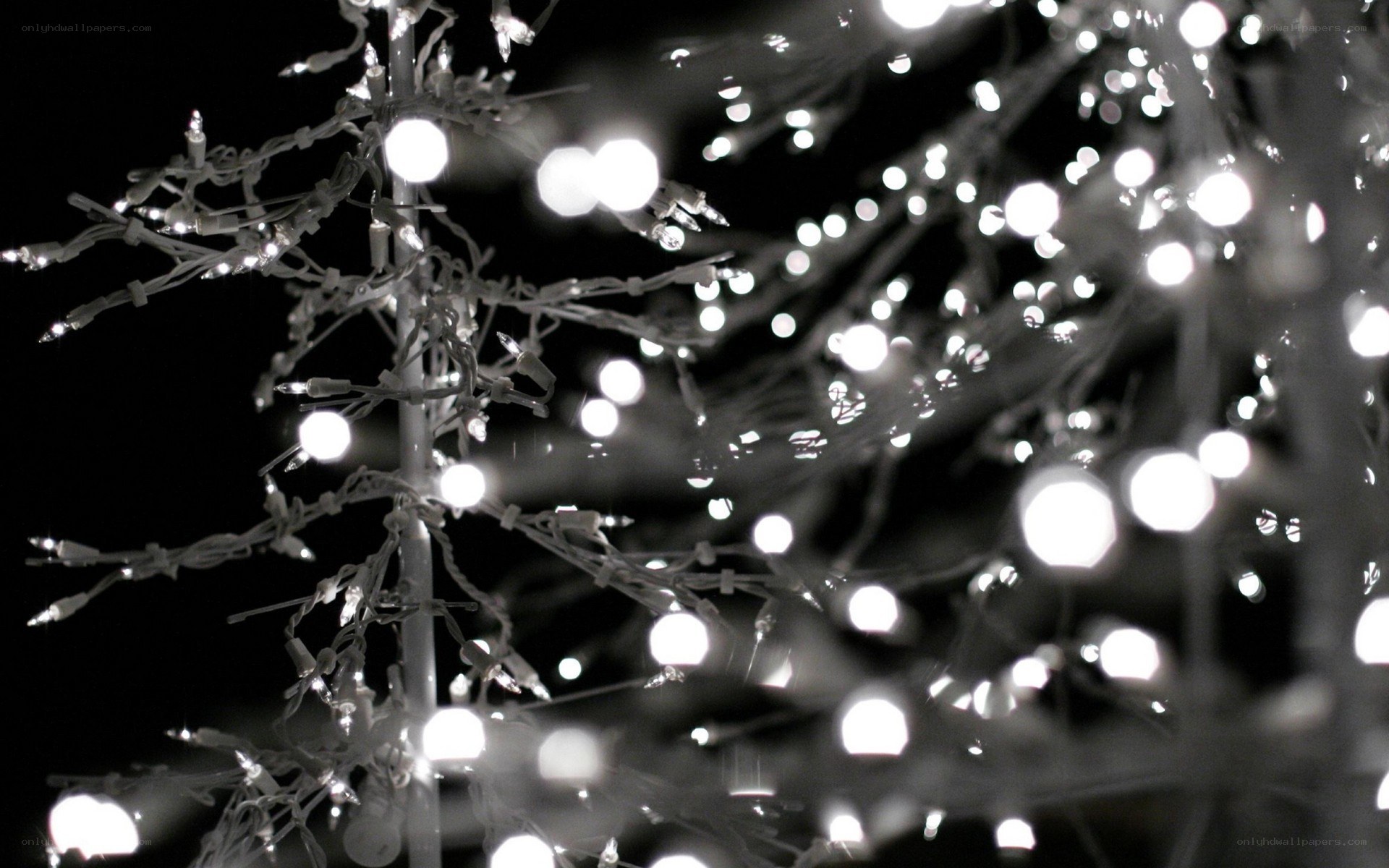 Christmas lights on a tree