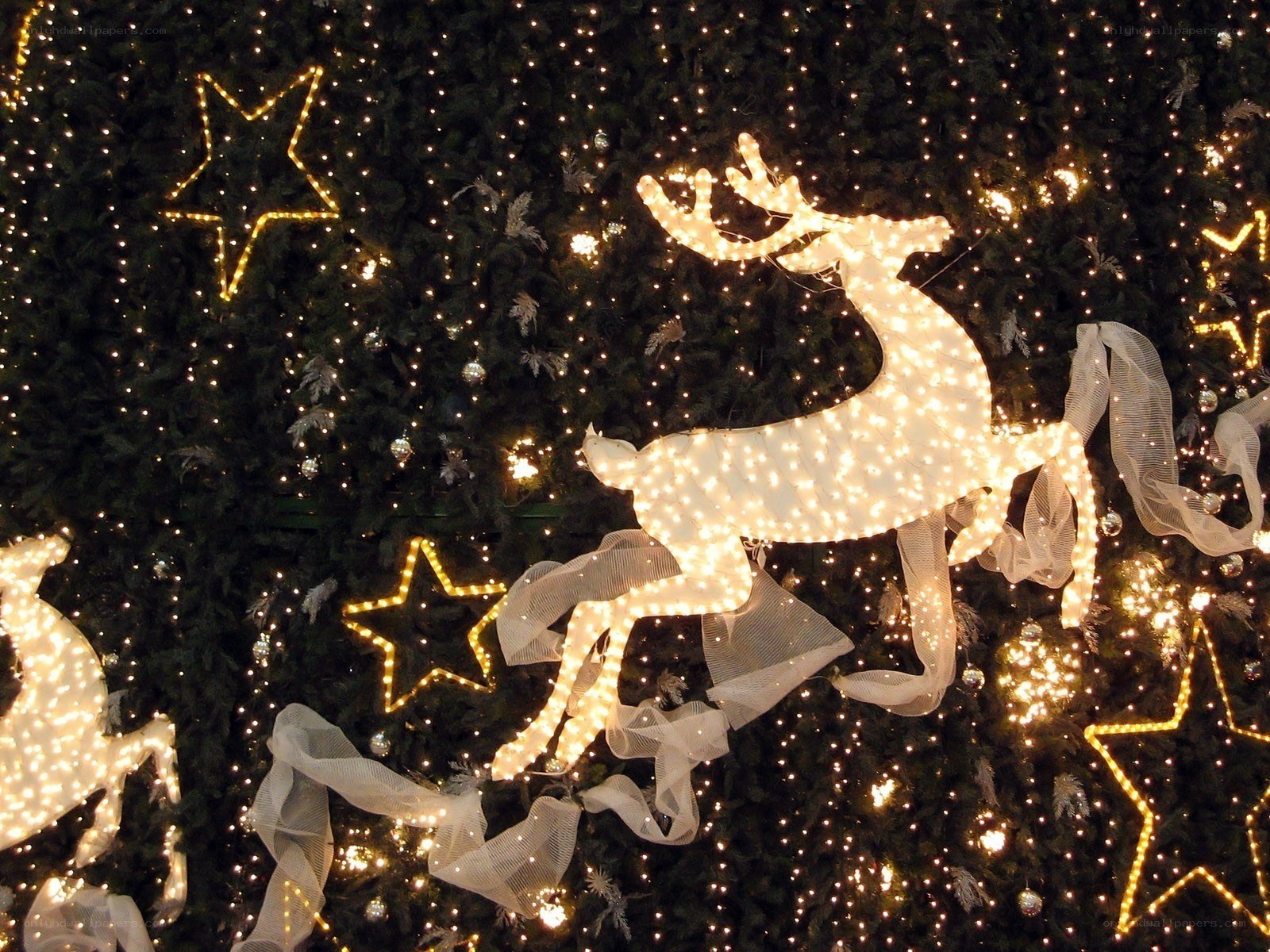 Christmas lights on a tree